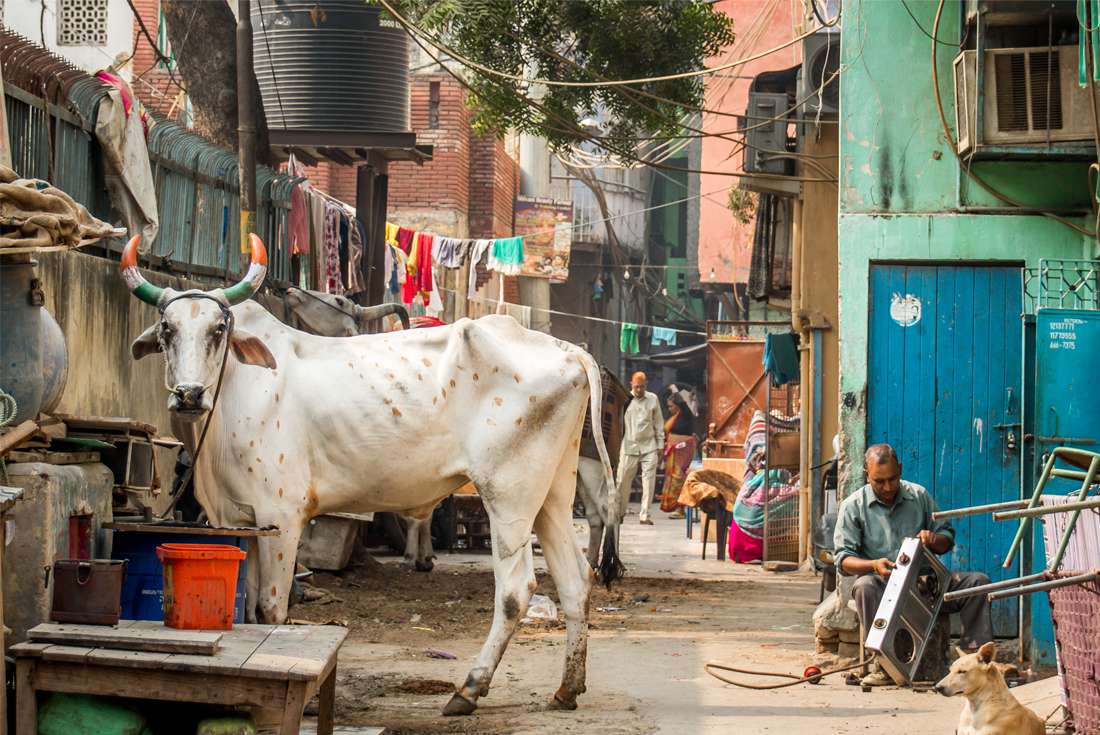 India delhi cow in alley