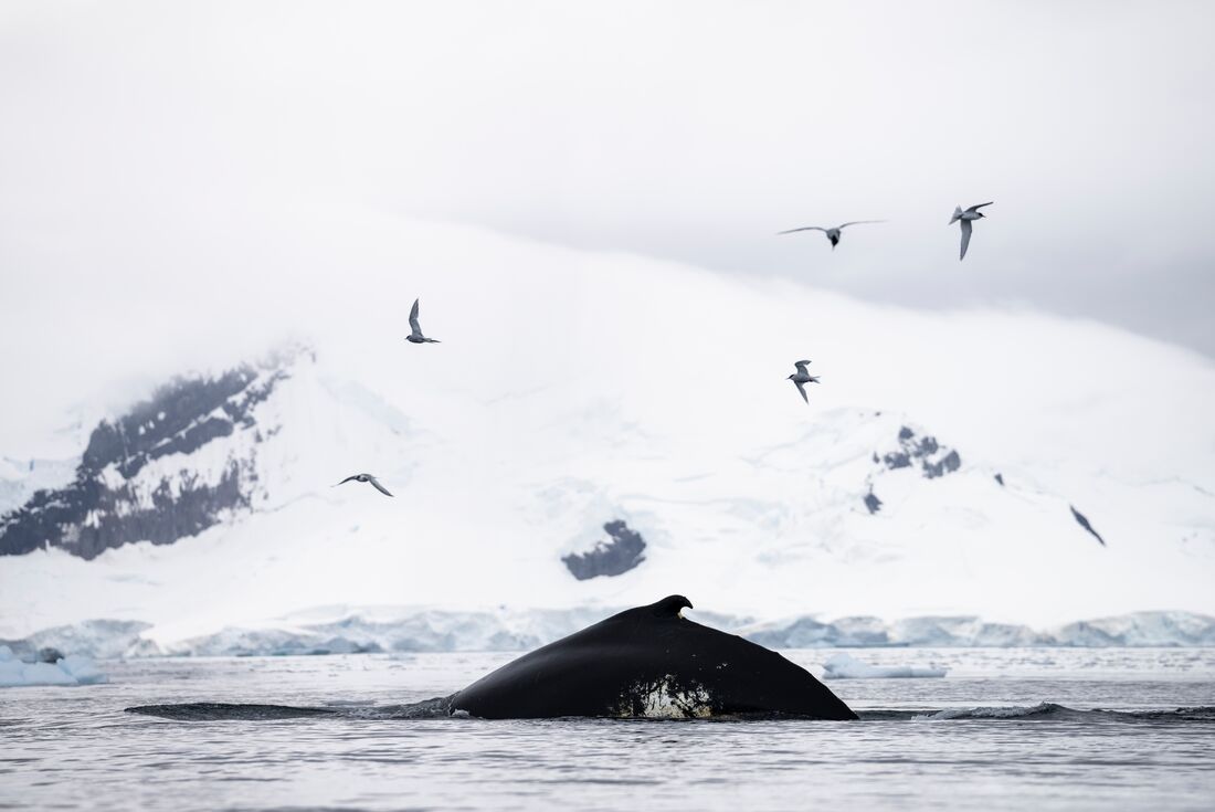 The curled back fin of a fin whale emerges from the waters of Antarctica