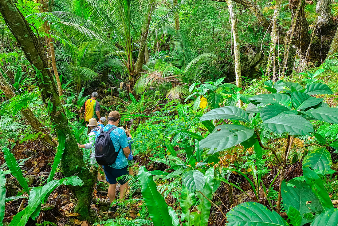 Group of travellers walk through the verdant forests of Atiu Island, Cook Islands