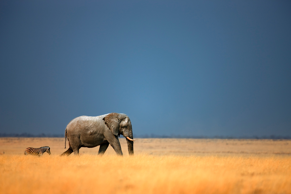 UBPN - Elephant spotting at Etosha NP, Namibia