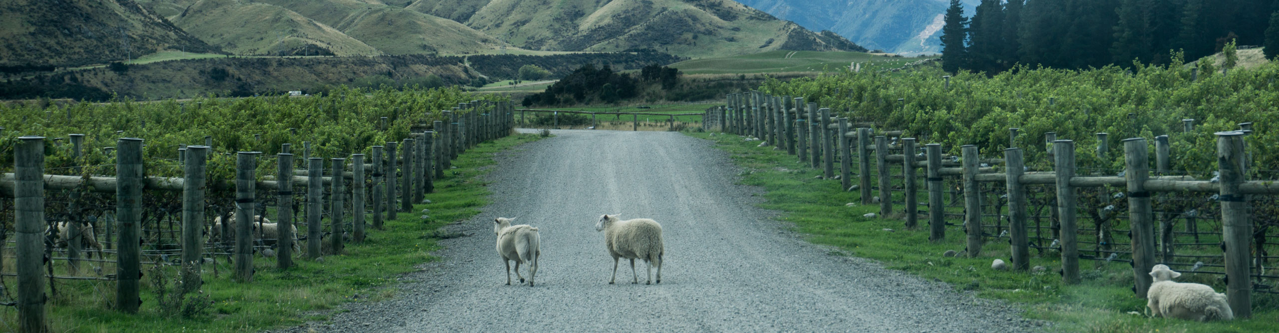 Sheep crossing the road in a vineyard in New Zealand's South island 
