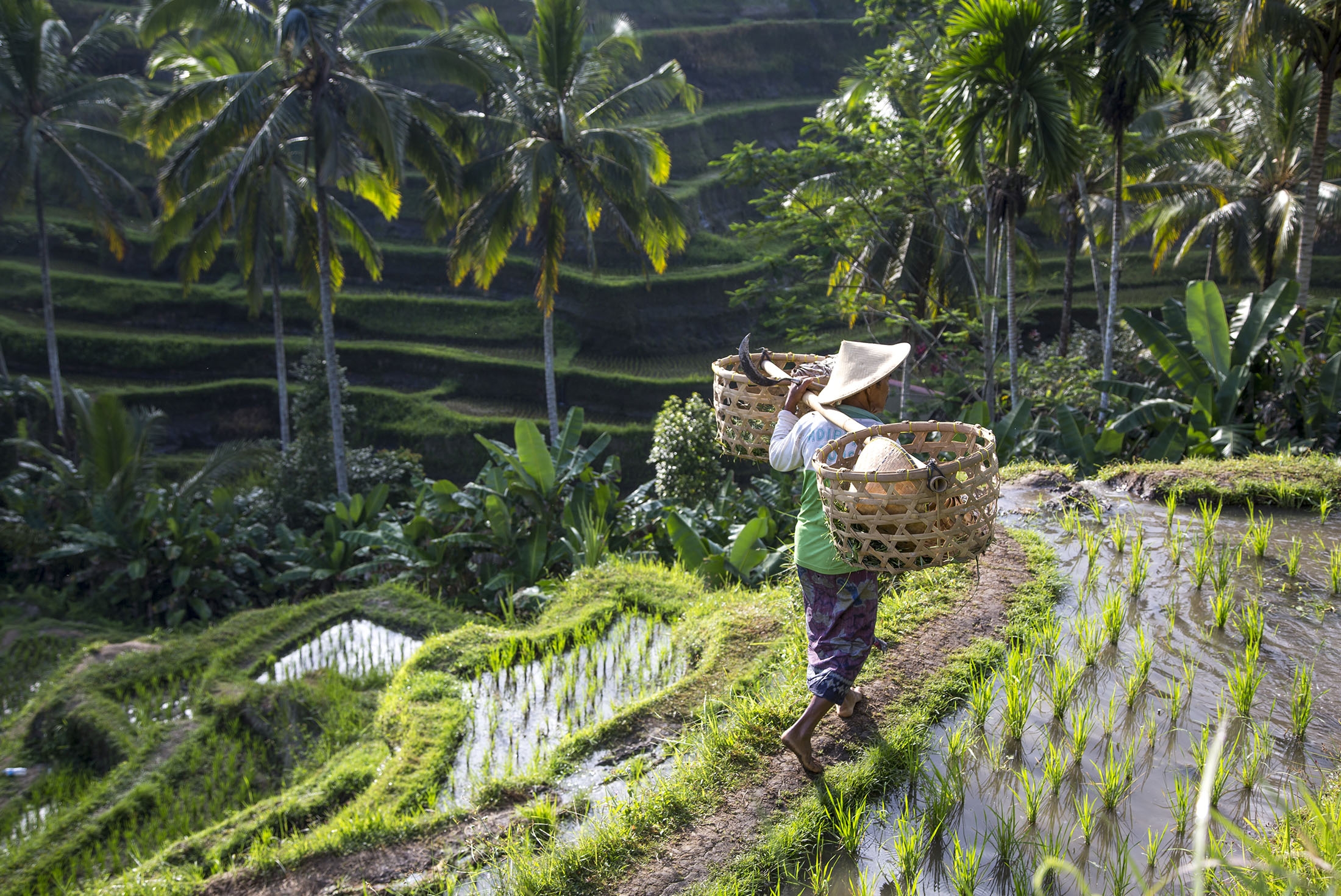 Local farmer working on rice field, Ubud