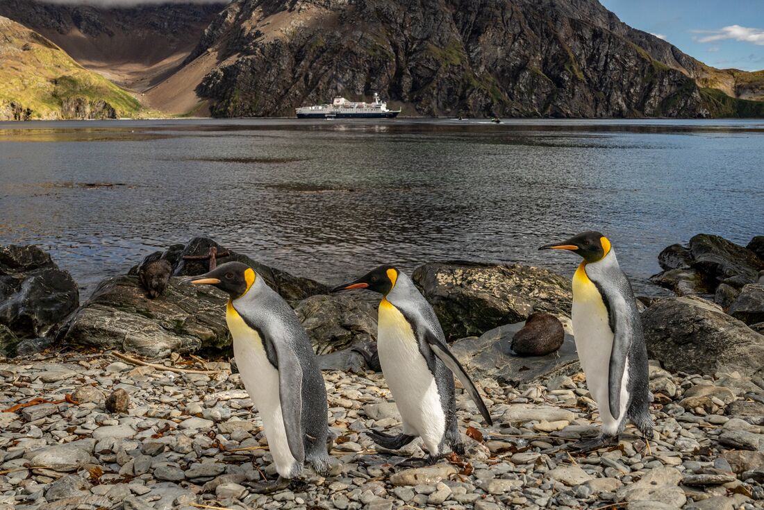 King Penguins waddle along the beach on South Georgia with Ocean Endeavour ship in background