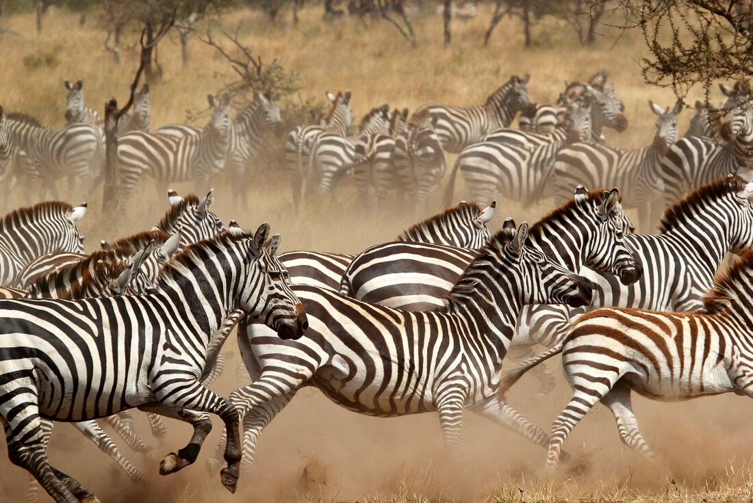 tanzania serengeti zebra herd running