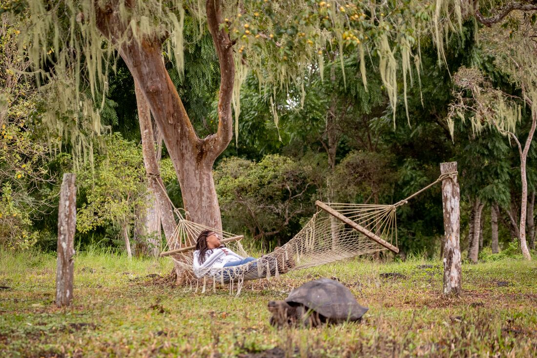 Intrepid traveller relaxes in the Santa Cruz highlands in a hammock with a Giant Tortoise in the foreground