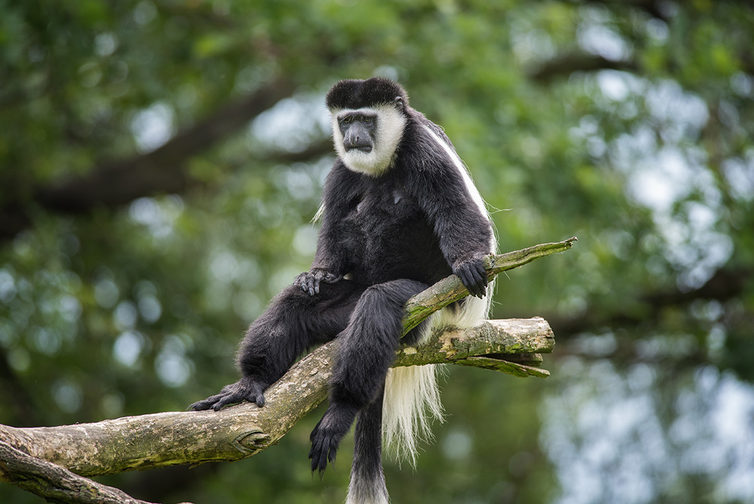 It's not just gorillas that make an appearance on this trip, Colobus monkeys are a familiar sight