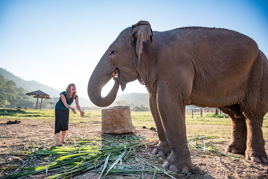 Asian elephant eats some bananas taken from an Intrepid Traveller's hands