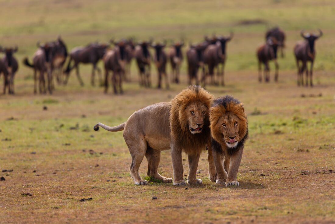 kenya masai mara wildebeest safari lion animal