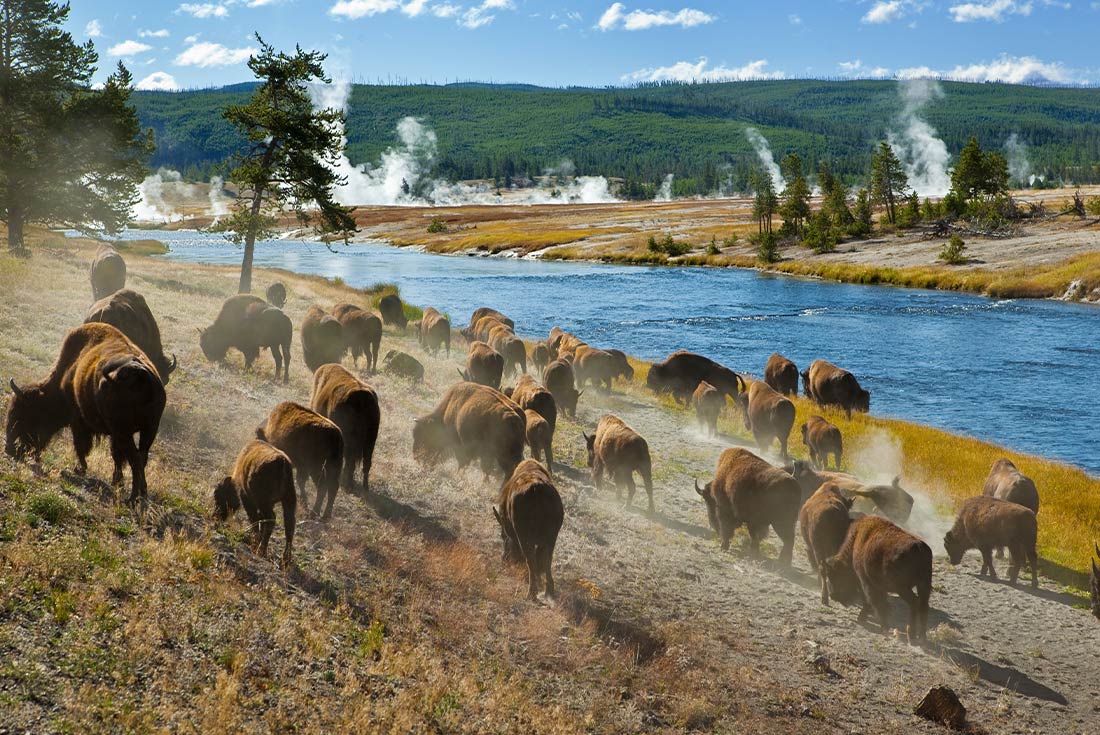 SASY - Group of Bison crossing in Yellowstone National Park