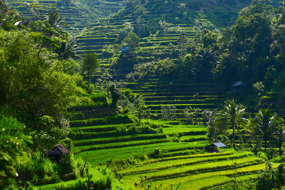 The rice fields of Indonesia