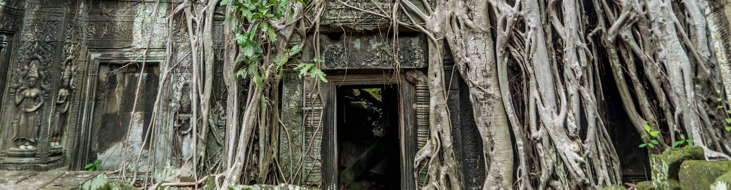 Overgrown temple in the Angkor Wat complex