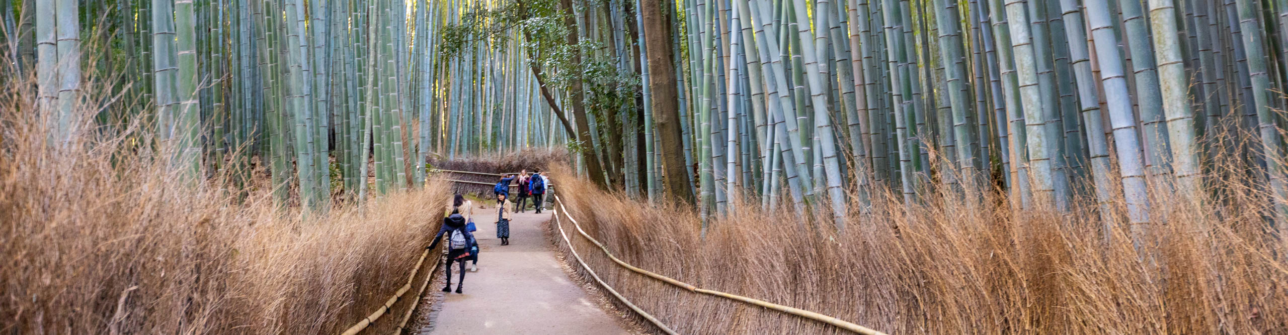 Group walking through the bamboo forest, Kyoto, Japan
