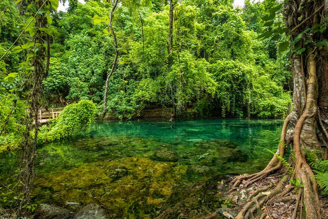 A wide shot of a clear-water river surrounded by lush green jungle