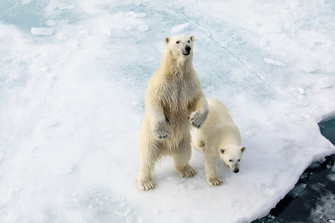 Pair of polar bears approach, looking up in curiosity