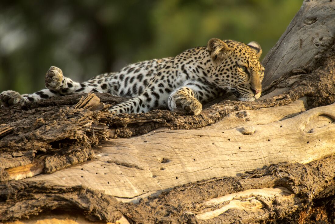 kenya_masai-mara_leopard-lying-on-tree