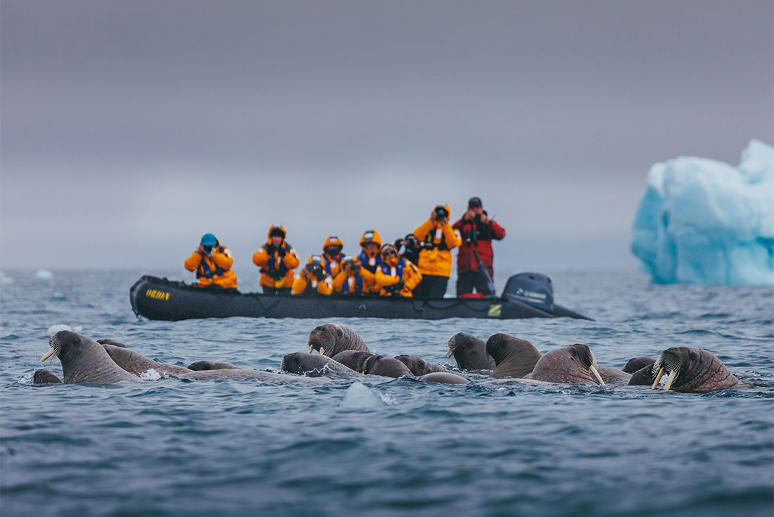Travellers sight a huddle of walruses off the coast on a zodiac