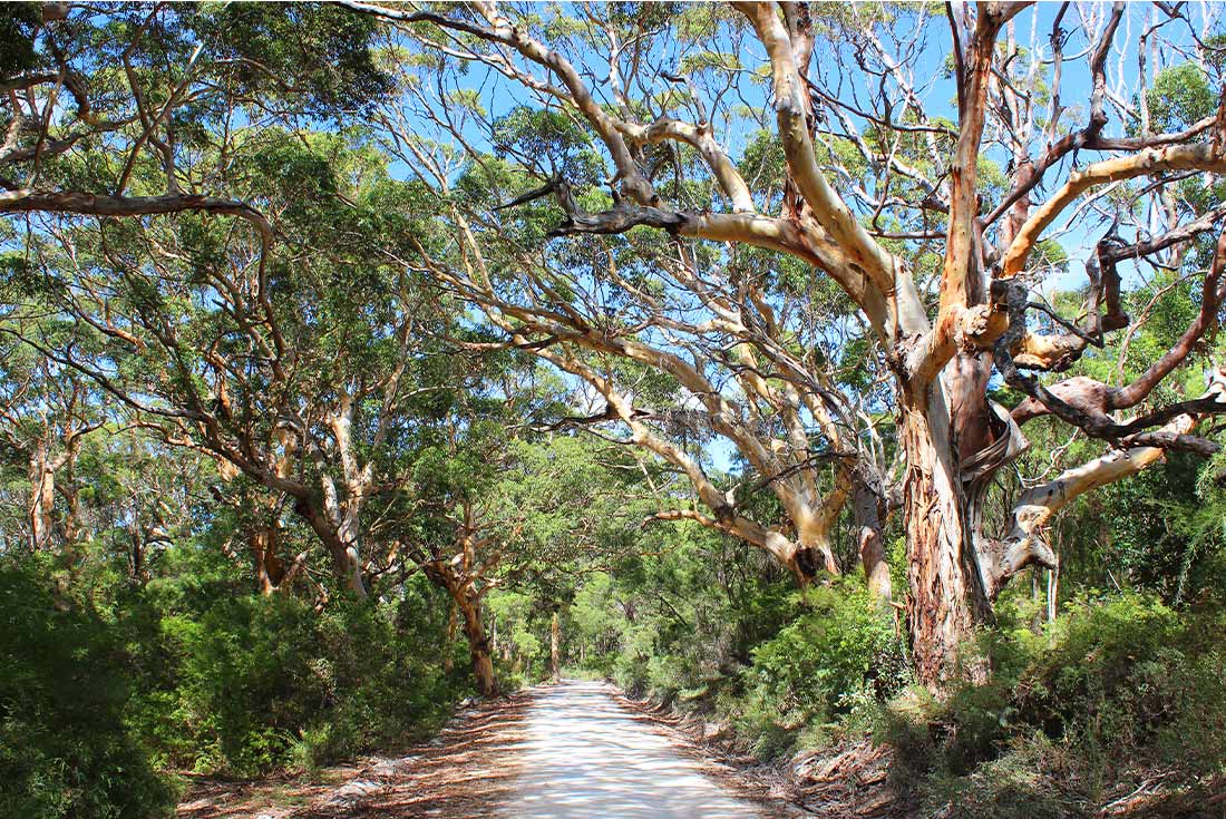 PVKS - Margaret River Boranup Forest - Walkway of trees