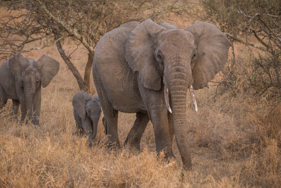 Elephant with young stand in the tall grass of the Serengeti