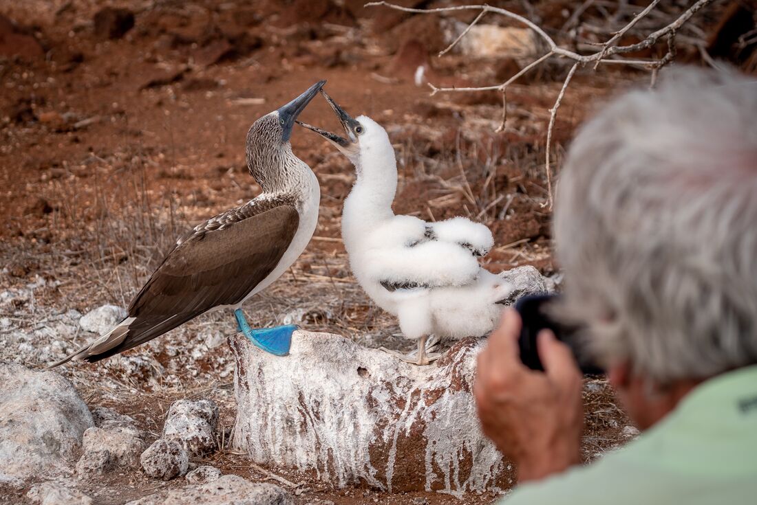 Blue footed booby baby begs its parent for food as Intrepid traveller takes photo