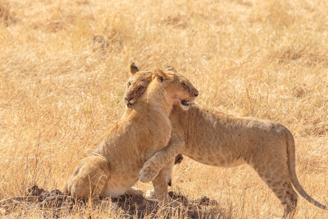 Young lions play in the Masai Mara 
