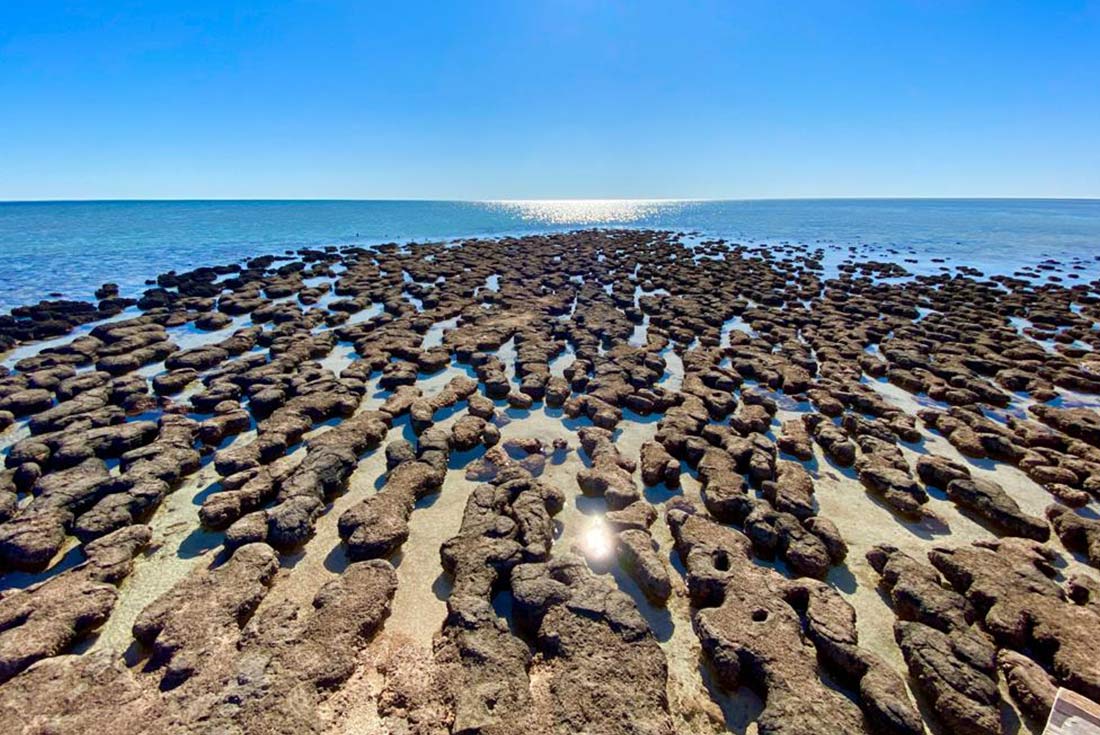 Hamelin Pool Nature Reserve in Shark Bay, Western Australia