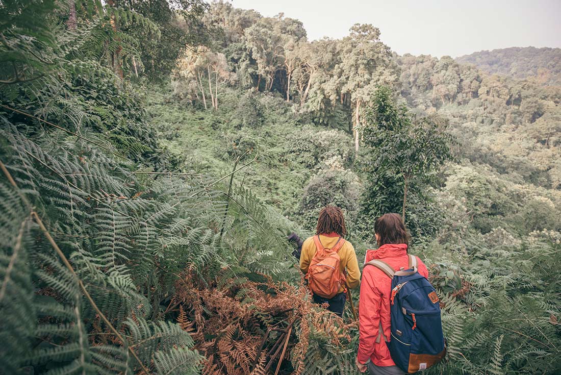 YGPU - Intrepid Travel - Hikers trekking through trees in Uganda