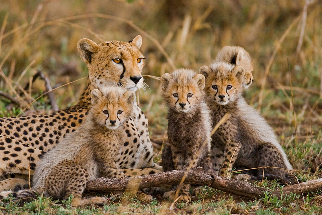 Tanzania, cheetah family
