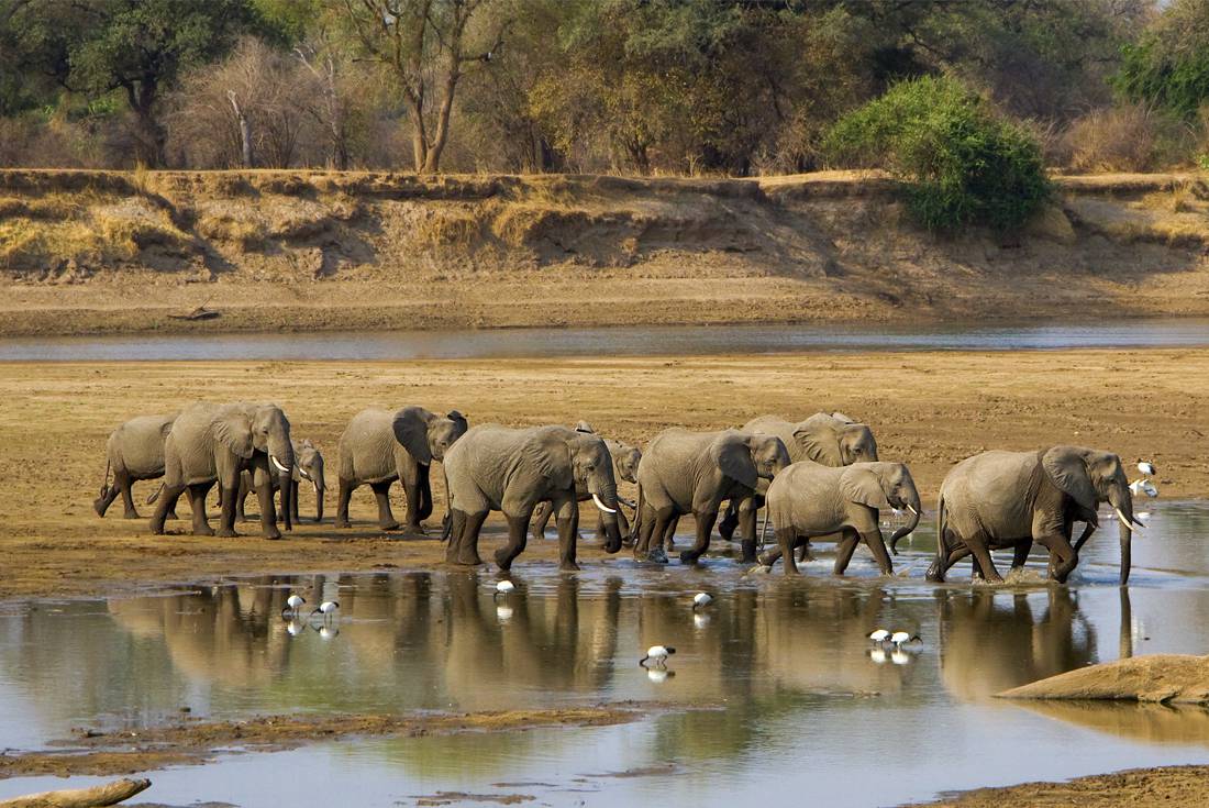 Zambia South Luangwa NP elephants