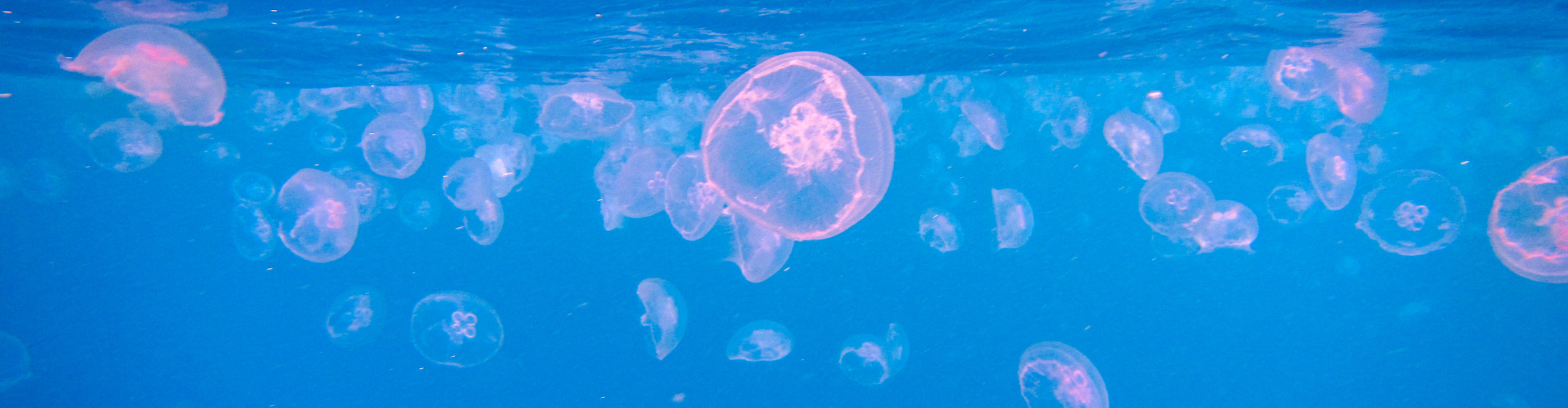 Jellyfish glowing pink underwater 