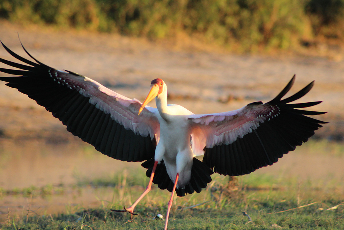 Experience the amazing variety of wildlife in Chobe National Park, Botswana