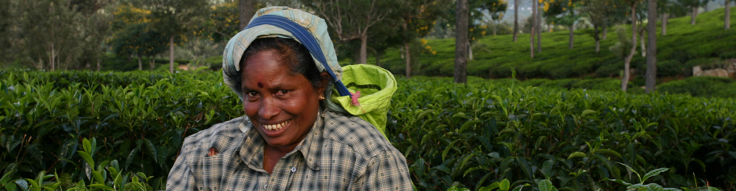 Local woman working at a tea plantation, Sri Lanka