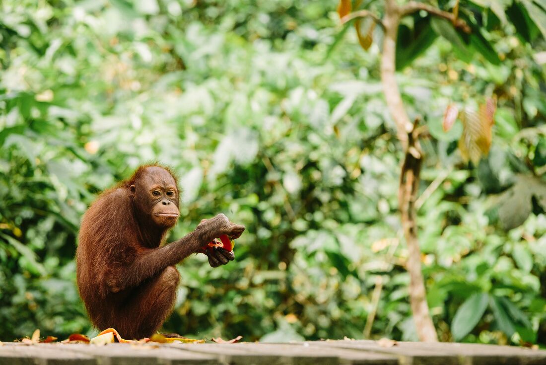 borneo_orangutan-sanctuary