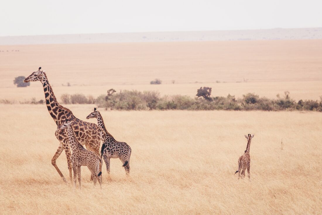 Giraffes gather in field in Masai Mara