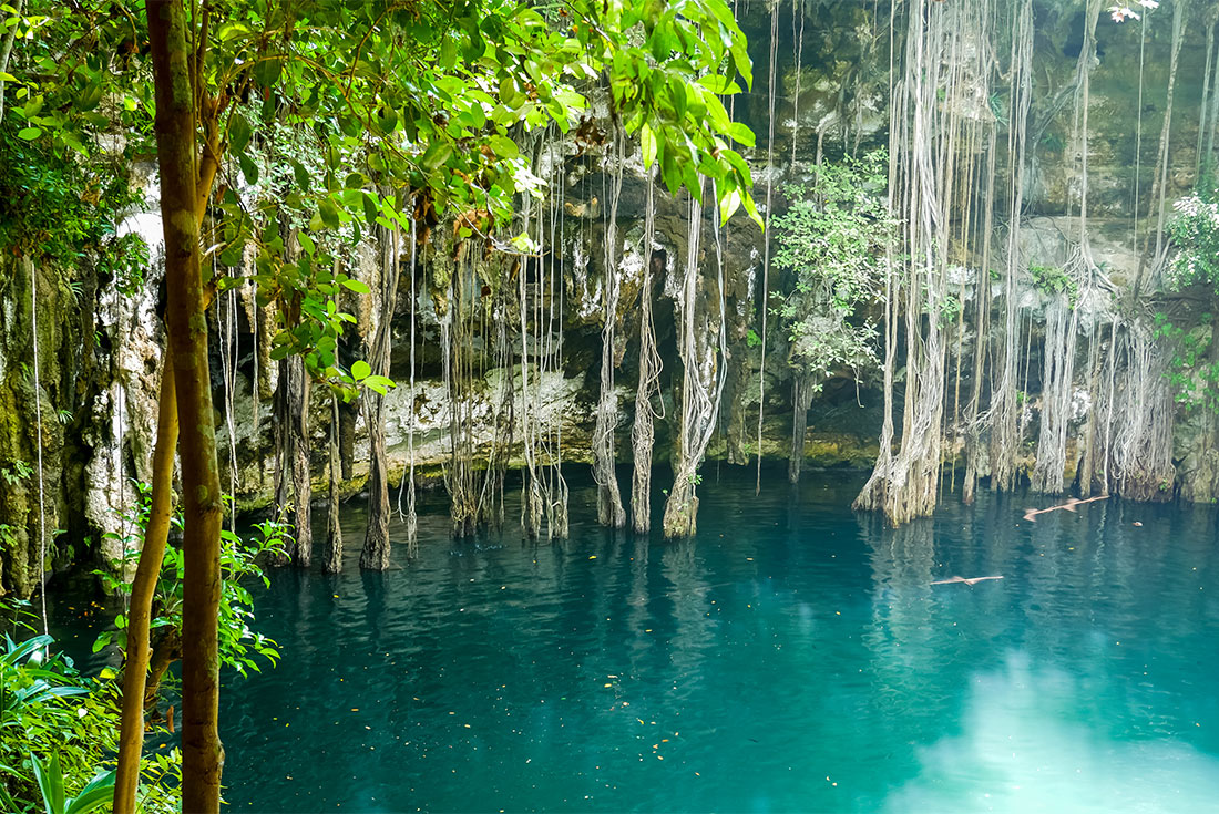 Vines grow down into the blue waters of Yokdzonot cenote surrounded by foliage
