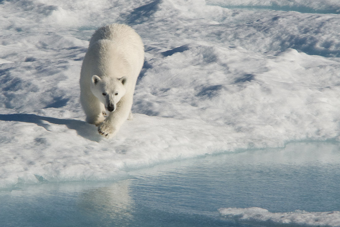 Polar bear sightings in Nunavut