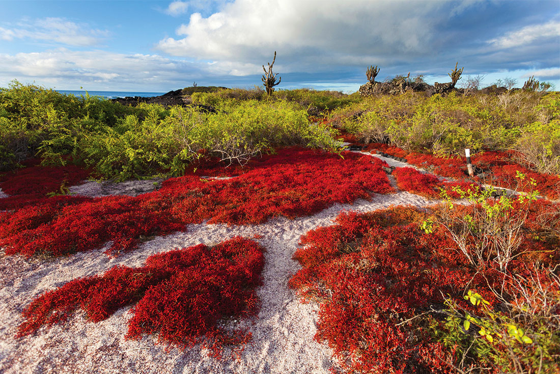 Colourful landscape of Isla Floreana, Galapagos Islands