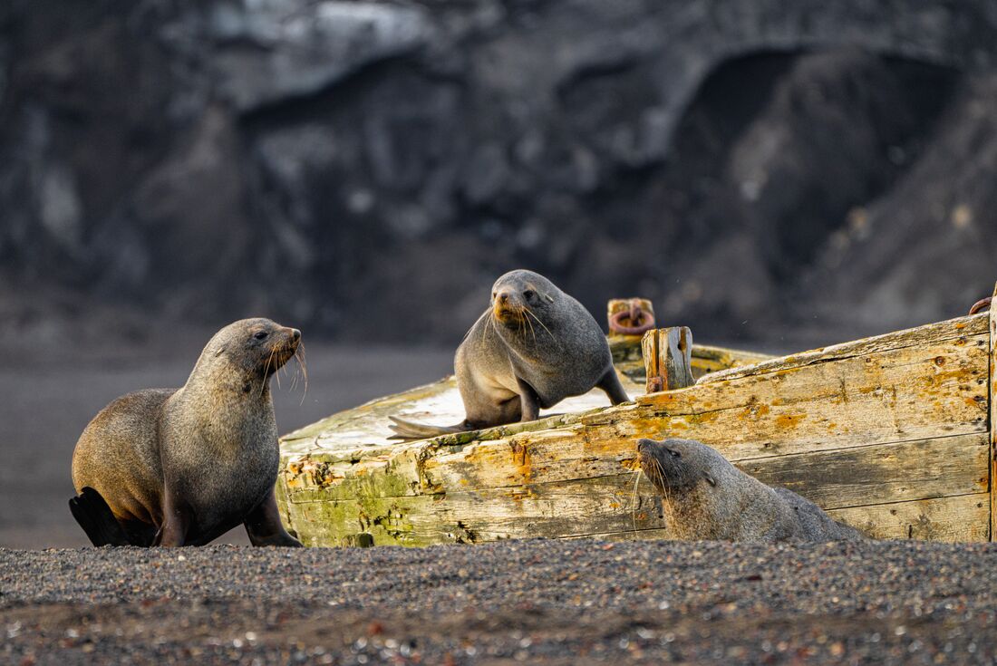 Antarctic fur seals lounge on abandoned boats at Deception Island in the South Shetlands
