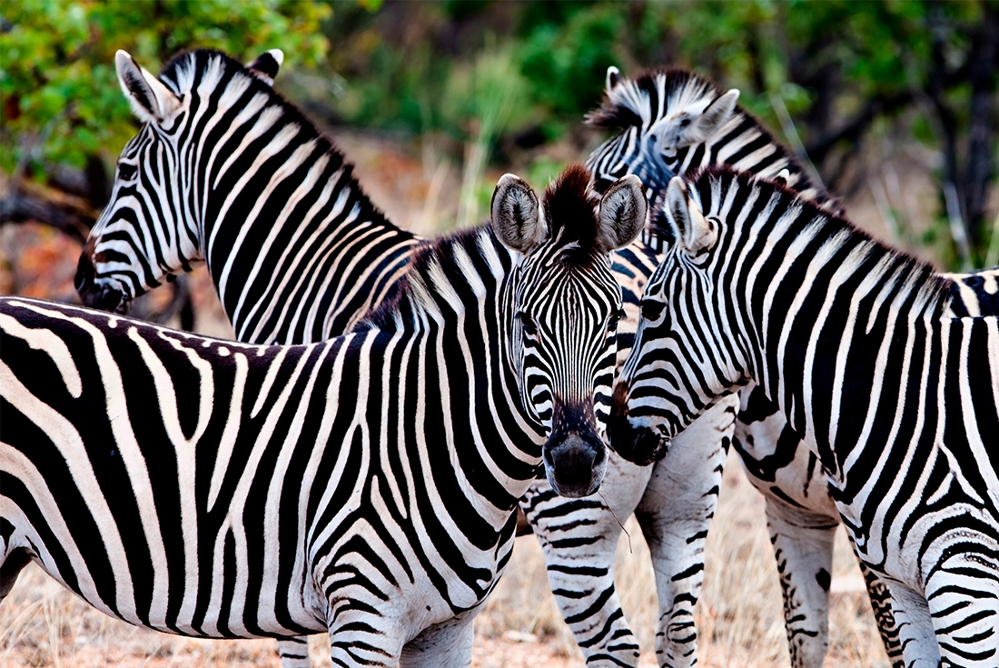 South Africa, Kruger np, zebras