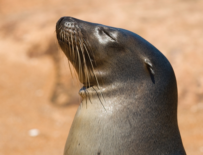 happy sun bathing seal in the galapagos islands