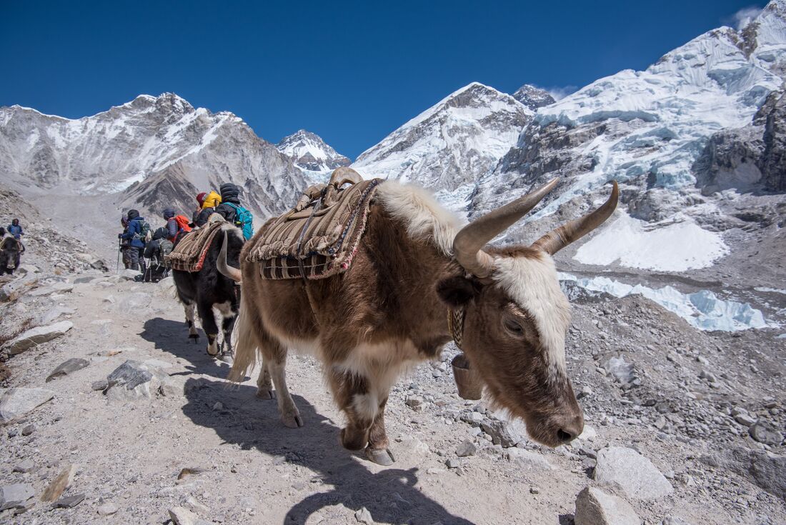 Yak walking, Everest Base Camp, Nepal
