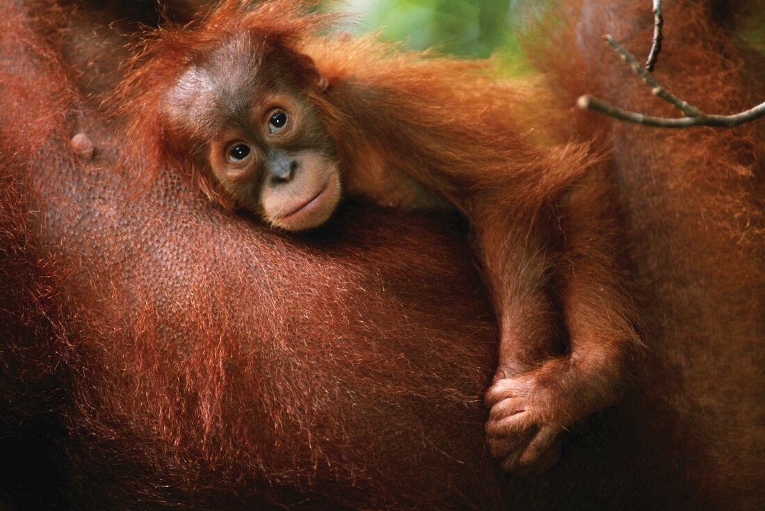 indonesia_sumatra_gunung-leuser-np_baby-relaxed_orangutan