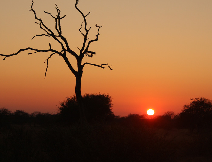 Sunset safari in Kruger National Park