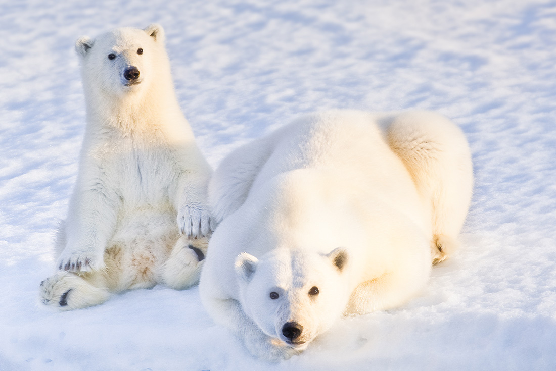 Fluffy polar bears in Greenland