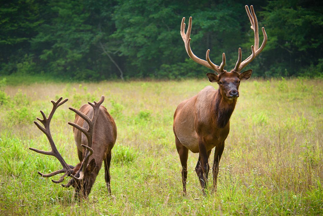 Two wild elk in Great Smoky Mountains National Park, Tennessee, U.S.A.