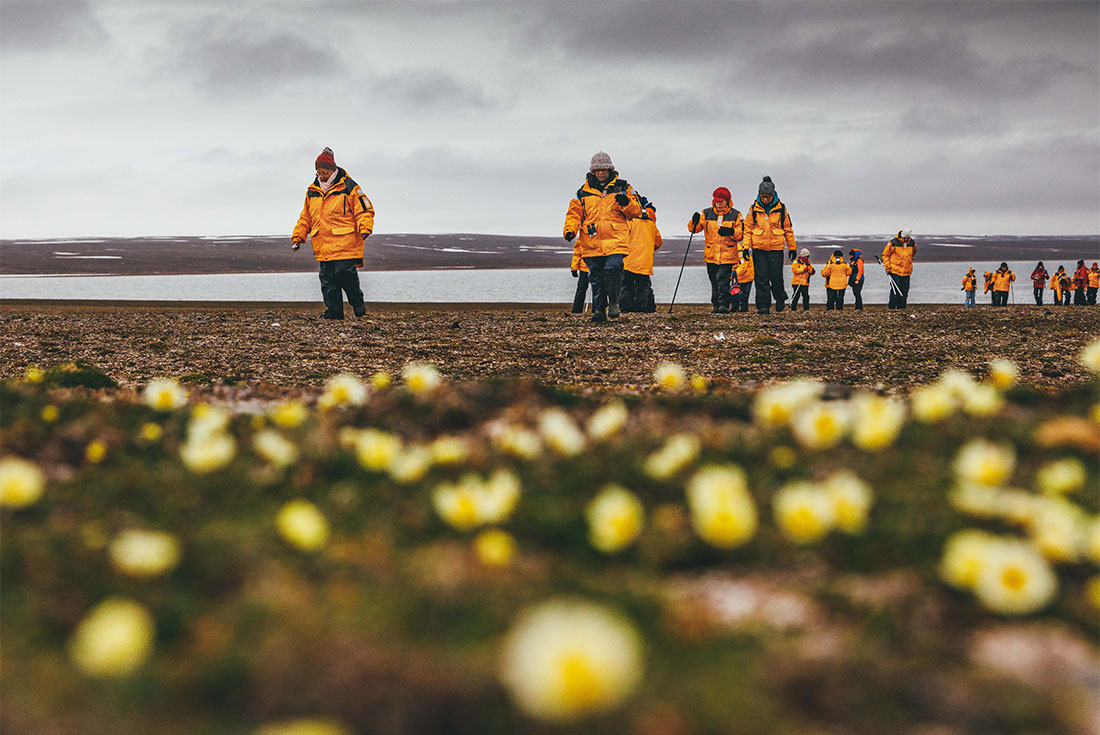 Arctic flowers blooming on Spitsbergen, Svalbard, as travellers hike