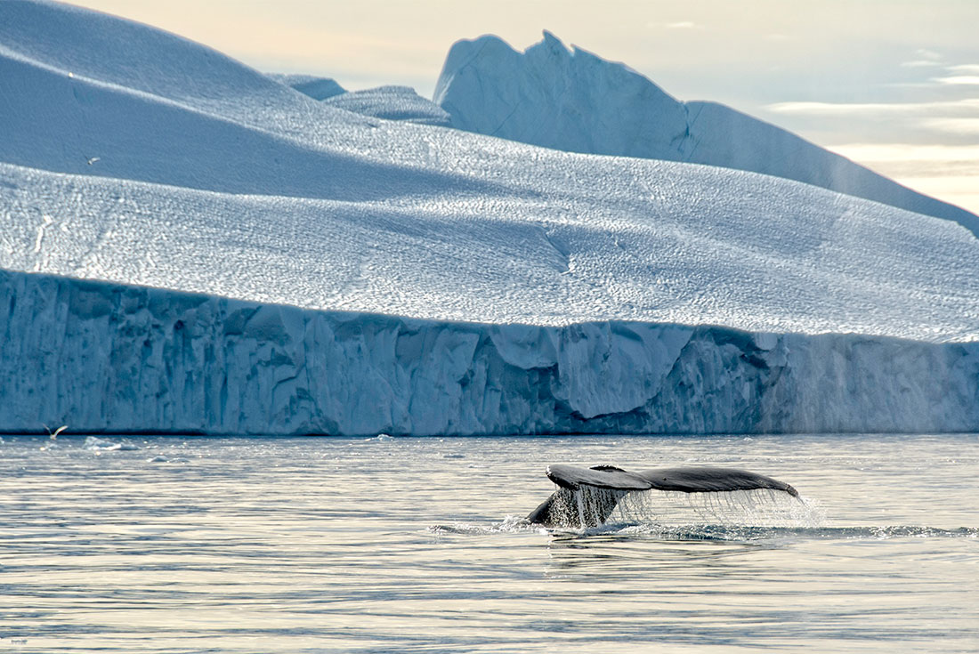 A Humpback whale's tail dipping below the water in Ilulissat