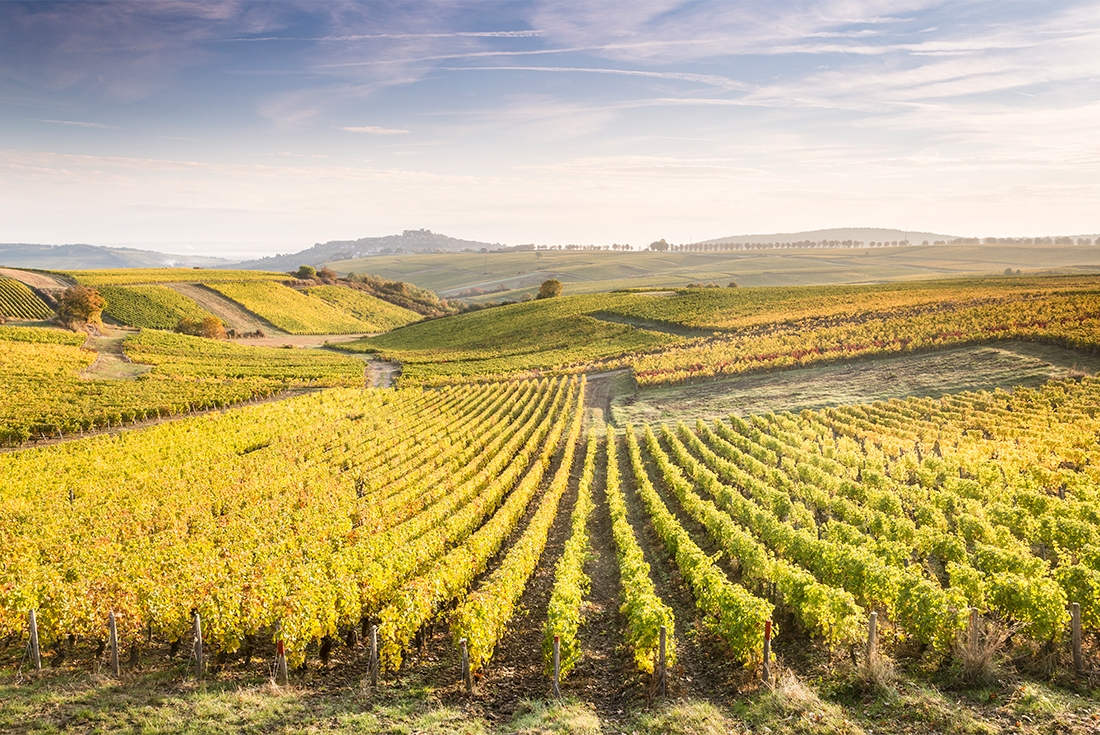 Vineyards in the Loire Vallery over rolling hills.
