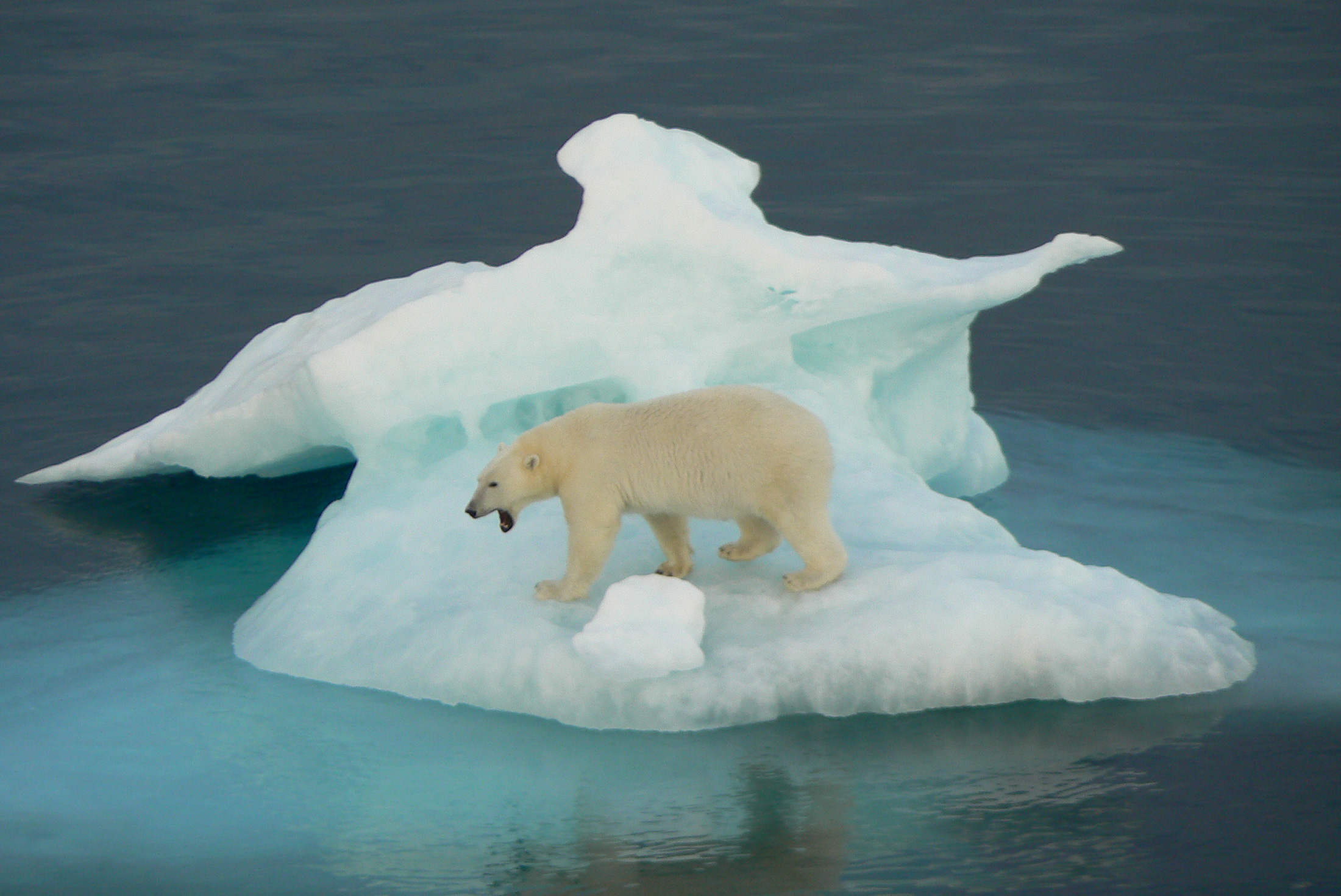 PPNWE_Northwest-passage_eastbound_greenland_polar-bear_iceberg