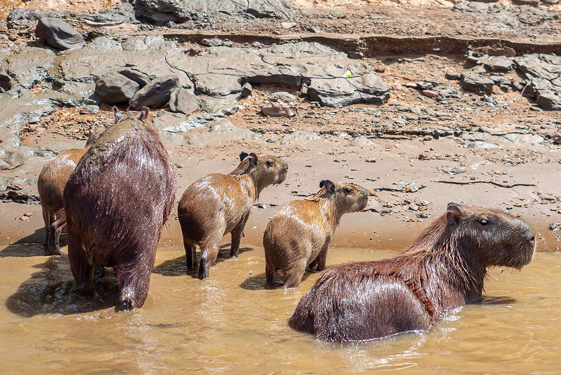 GGPI - Family of capybaras bathing in mud in the Amazon Jungle, Puerto Maldonado, Peru