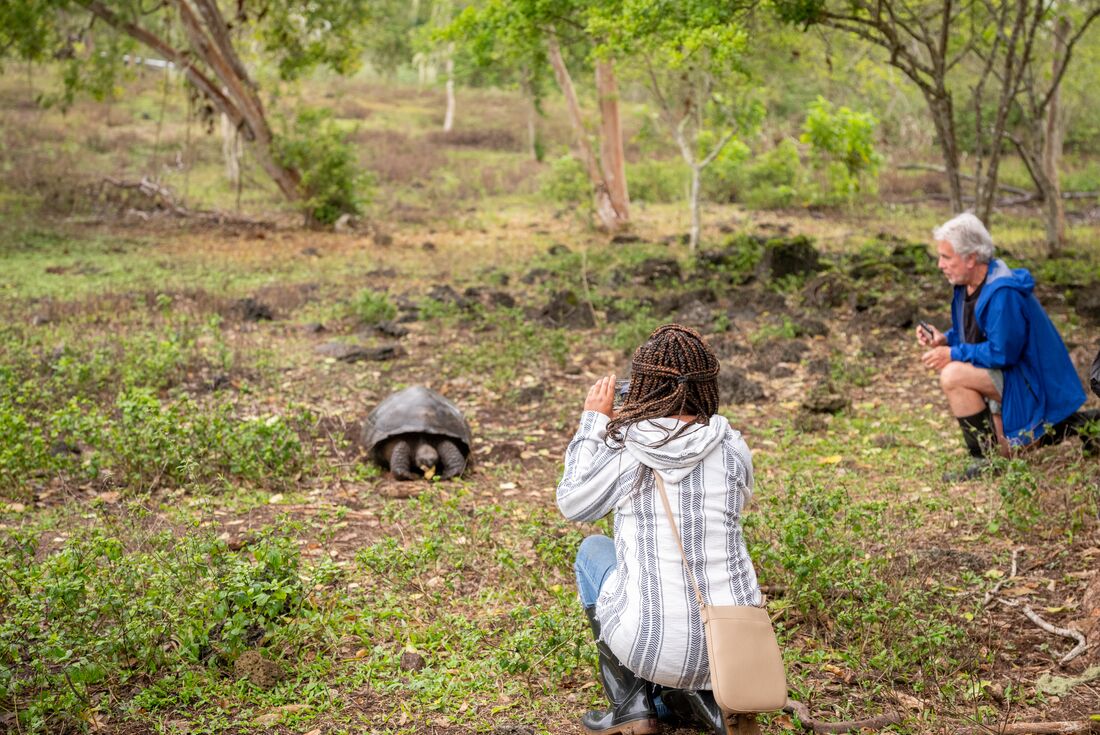 Travellers encounter a tortoise on Santa Cruz